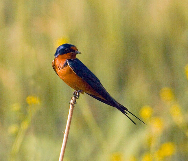 barn_swallow4-29-07