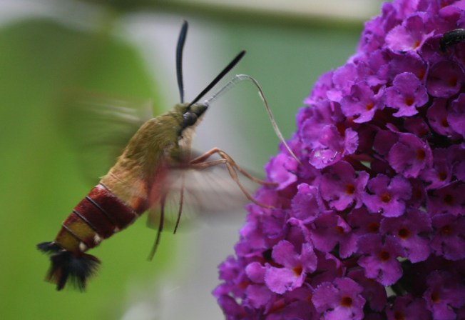 hummingbird_clearwing_new_york