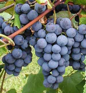 concord_grape_variety