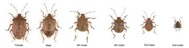 OPM_BMSB-life-stages